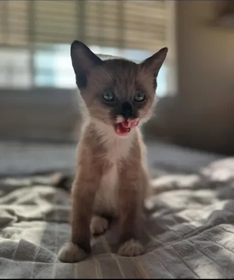 A young kitten looking at the camera